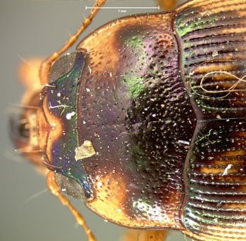 Media type: image;   Entomology 33478 Aspect: pronotum dorsal